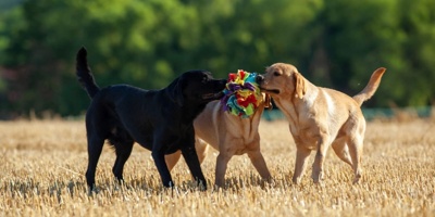 Tierärztliche Eignungsuntersuchungen für 4 Labrador Geschwister