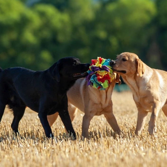 Tierärztliche Eignungsuntersuchungen für 4 Labrador Geschwister