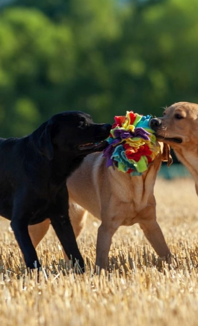 Tierärztliche Eignungsuntersuchungen für 4 Labrador Geschwister