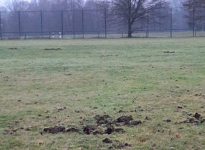 Sportplatzpflege: Tierschaden beheben und vorbeugen