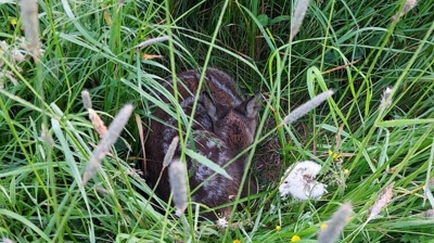 Drohne mit Wärmebildkamera Rehkitzrettung Walburgskirchen e. V