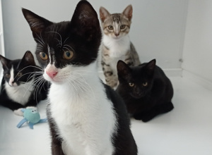 Video - Futter für Katzen die unsere Hilfe brauchen