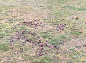 Sportplatzpflege: Tierschaden beheben und vorbeugen