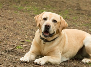Therapie mit Hund Sam