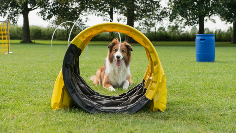 Neue Hundesportgeräte für das Cottbuser Tierheim
