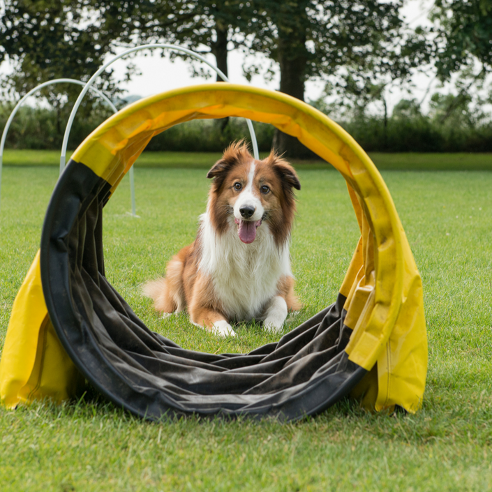 Neue Hundesportgeräte für das Cottbuser Tierheim