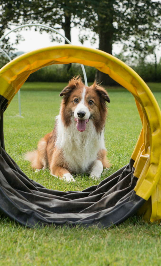 Neue Hundesportgeräte für das Cottbuser Tierheim