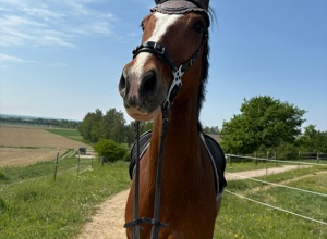 Ausstattung für Voltigierpferd Lucki