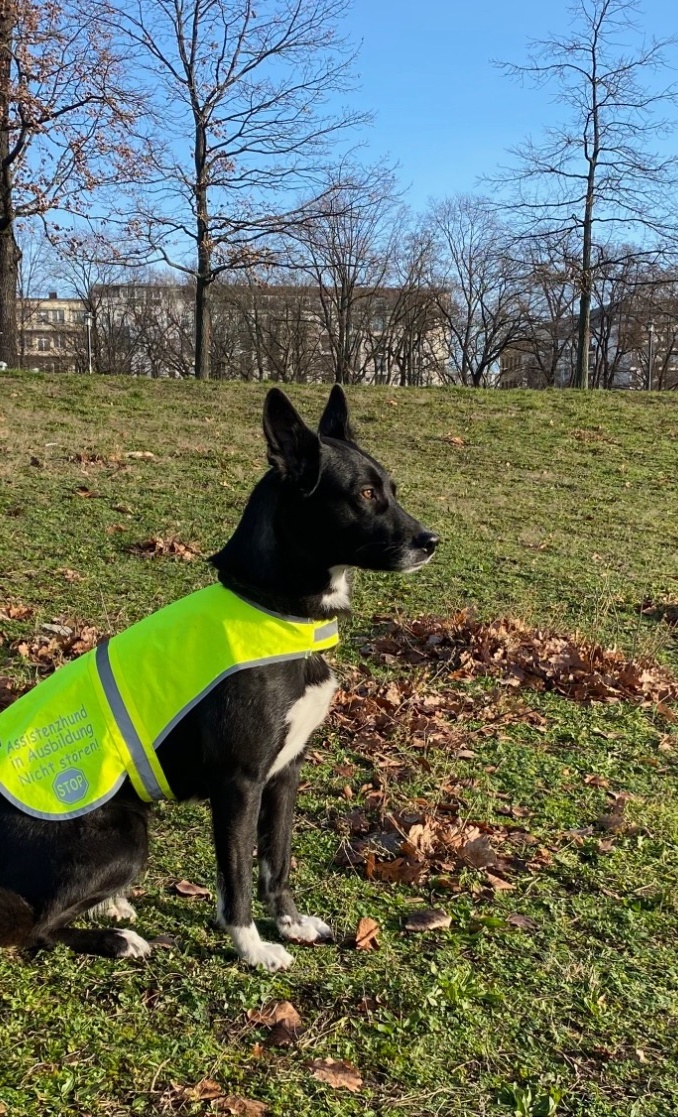 Erste Beratungsstelle in Berlin für PSB-Assistenzhunde