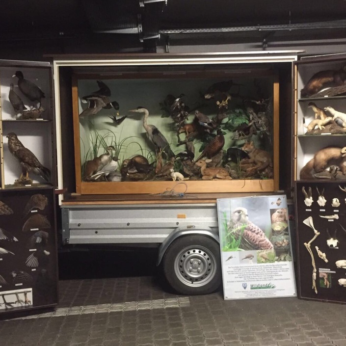 Faunamobil - heimische Tierwelt erleben