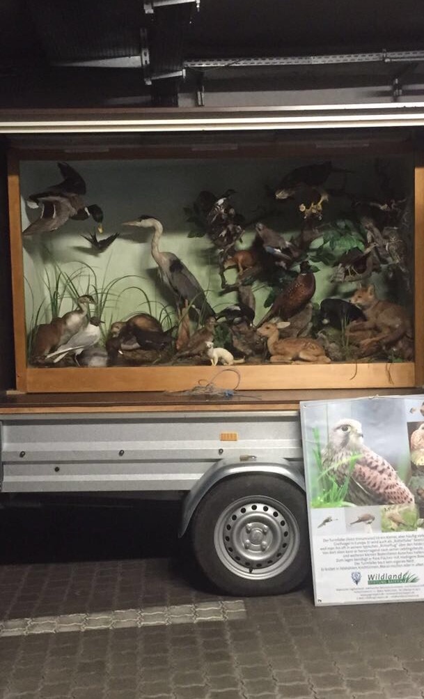 Faunamobil - heimische Tierwelt erleben