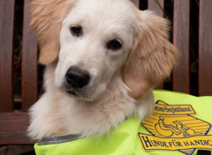 Video - "Helfer for Future" - neue Welpen bei Hunde für Handicaps e.V.