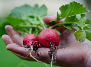 Unsere kleine Farm: Wir brauchen eine Rampe für den Bauwagen