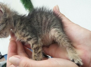 Futter für Katzen die unsere Hilfe brauchen