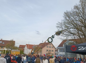 Sicherer Stand für den Vogter Mai- und Narrenbaum