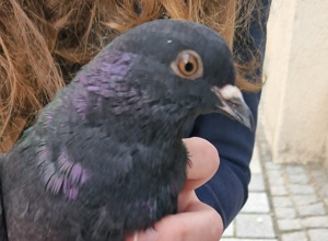 Betreuter Taubenschlag für Kaufbeuren