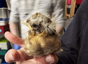 Krankenhaus der Tiere - Trockner und Waschmaschine