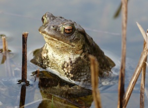 Projekt Froschkönig