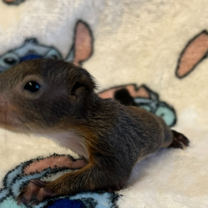 Eichhörnchen Grundversorgung (Futter, Tierarzt)