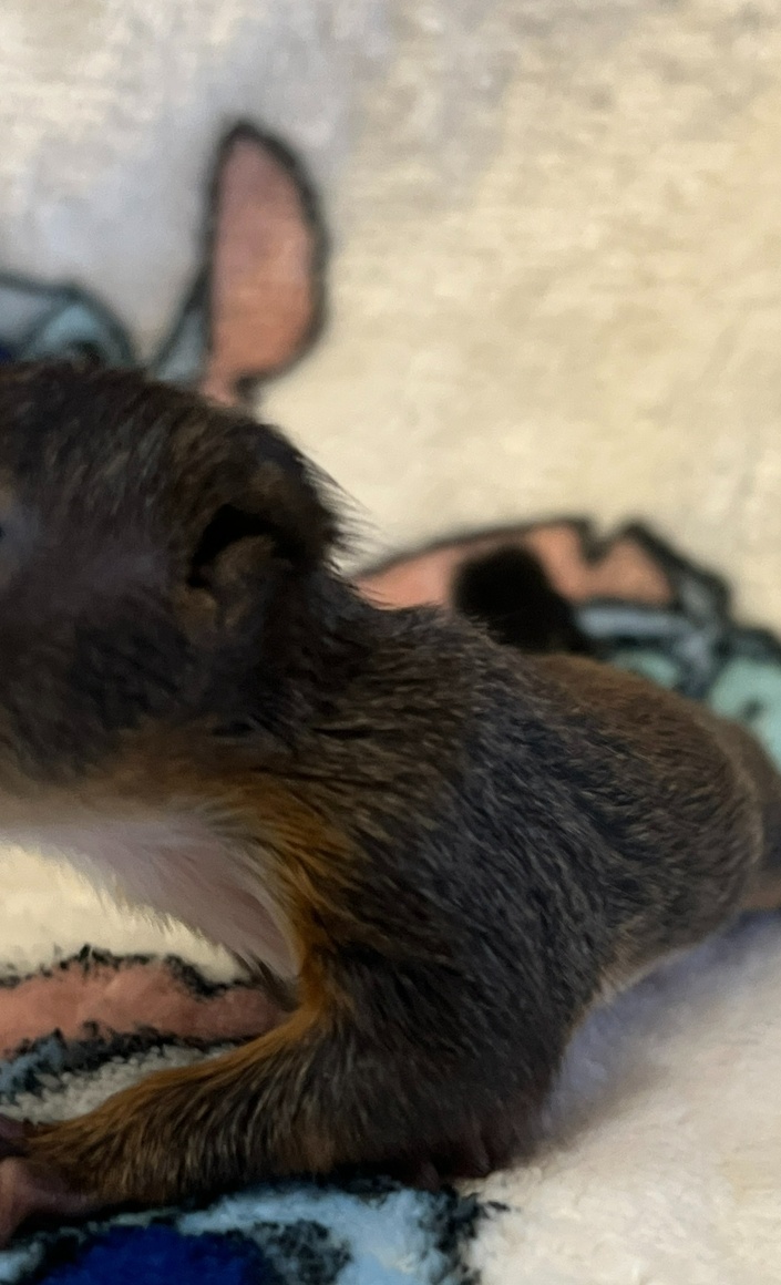 Eichhörnchen Grundversorgung (Futter, Tierarzt)