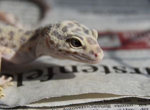 Stilles Leid stoppen – Forschung zu Leopardgeckos