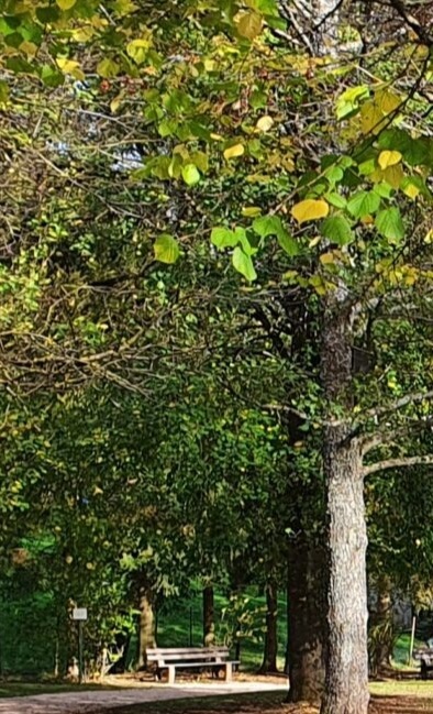 Klimabäume, Bepflanzung Benjeshecke