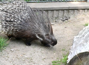Ein neues Zuhause für Naddel und Dieter