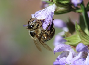 PROJEKT 2019: Bienenwachs für Qualitätshonig