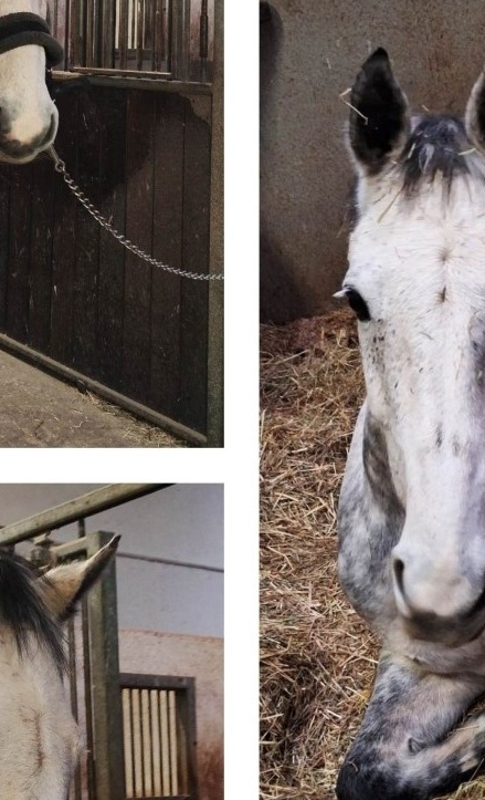 Clooney-ein neues Voltigierpferd für Kinder und Jugendliche