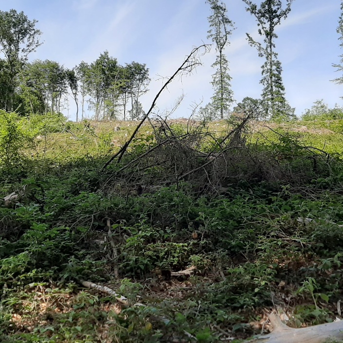Bürgerwald Ense