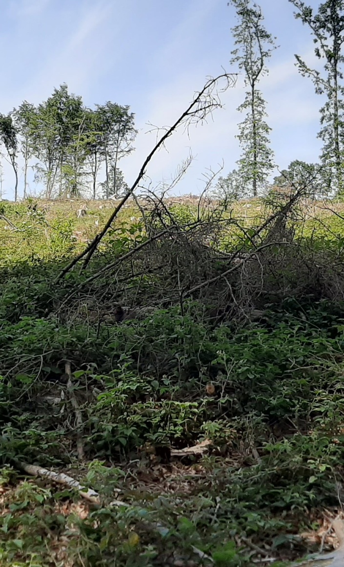 Bürgerwald Ense