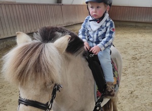 Neues Therapie - und Schulpferd