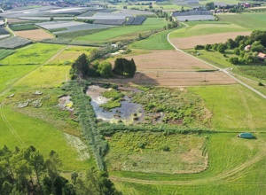 Beweidung mit Wasserbüffeln zum Artenschutz
