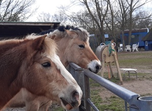 Unterstützung der Tiere auf der Kinder- und Jugendfarm Darmstadt e.V.