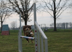 Flutlichtanlage für das Agility Team Heek