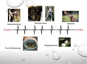 Hilfe für unsere Fellnasen