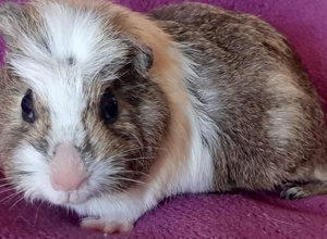 Tierarztkosten für 78 Notmeerschweinchen