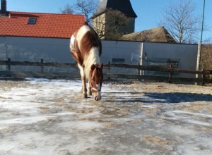 Neuer Reitplatz für den Ponyhof