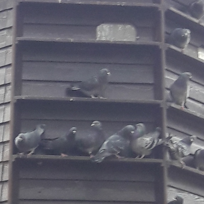 Förderung Taubenhaus Gelsenkirchen und Buer