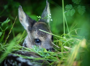 Drohnen für Save the Kitz