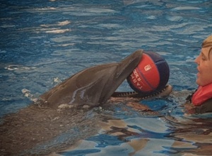 Ein Delphin für Lea