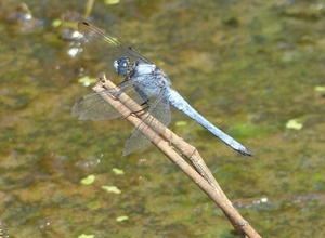 Beweidung mit Wasserbüffeln zum Artenschutz