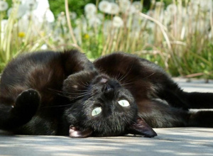 Projekt Pflegestellen & Gnadenbrotplätze für Tiere