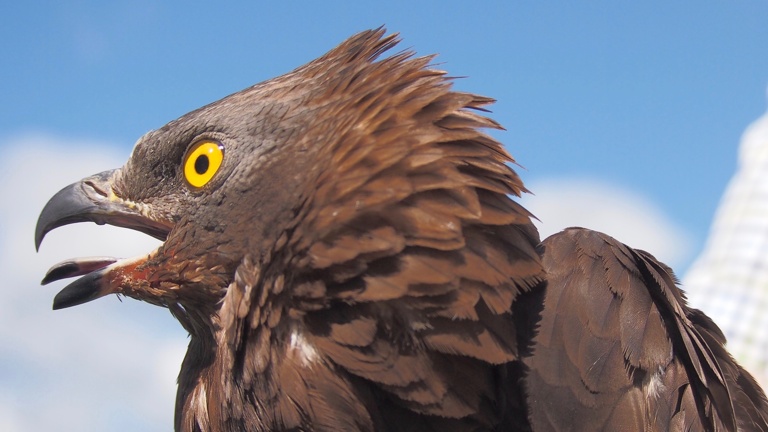 Tribüne für die Auffang- und Pflegestation für Greifvögel und Eulen