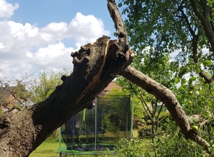 Ob Apfel oder Pfläumchen, „Katrins Garten“ wünscht sich ein Bäumchen