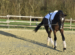 Neuer Sportpartner für Voltis