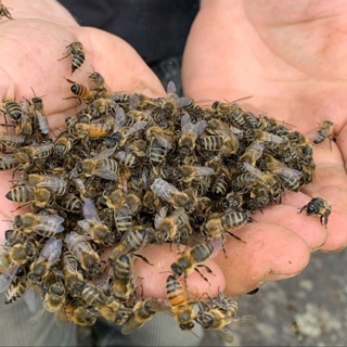 Bienen-Pate für ein Jahr