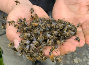 Start up Lindenhof e.V. Initiativen für Mensch und Natur