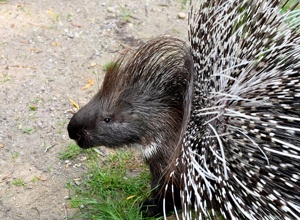 Ein neues Zuhause für Naddel und Dieter