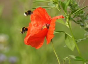 UNsere NAtur, Naturschutzprojekt im Kreis Unna